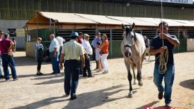 feria-del-caballo-2016-ciudad-rodrigo-66