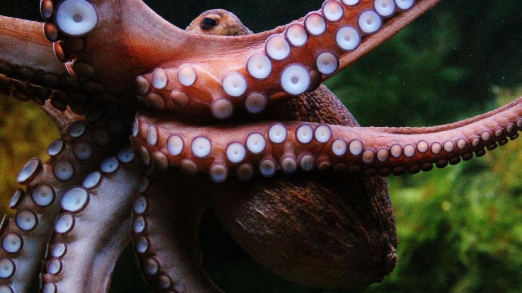 Las hembras de pulpo tienen un único período reproductivo a lo largo de su vida.