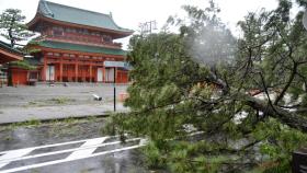 Un árbol dañado por el tifón Jebi  frente al Santuario Heian, en Kioto.