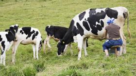 Una mujer ordeña a una vaca.