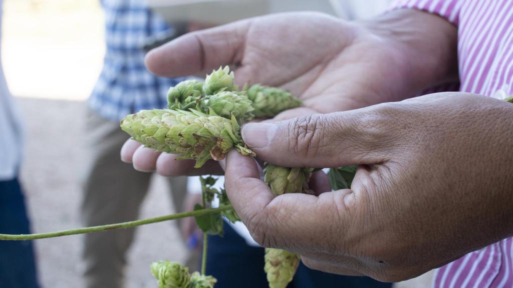 La flor de lúpulo, ingrediente básico de la cerveza.