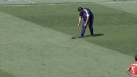 Una paloma se cuela en el Estadio Alfredo Di Stéfano durante un partido
