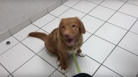 Un cachorro se agarra un colocón con la metanfetamina olvidada en un motel
