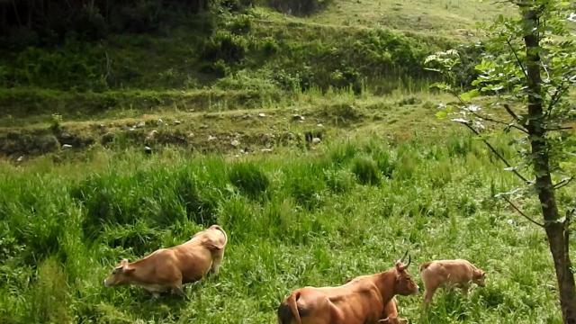 Ganado en una de las escombreras contaminadas por arsénico