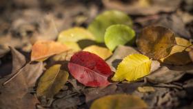 Hojas de otoño en Madrid.