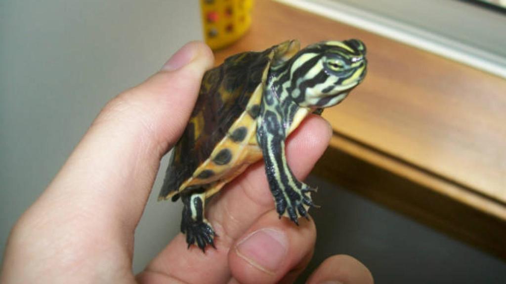 Imagen de recurso de una tortuga