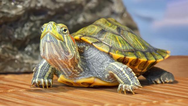 Tortugas en la vagina: acude al médico con el reptil más desorientado de la historia