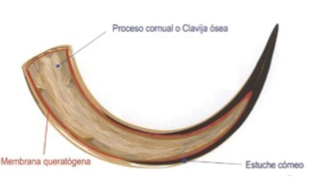 Esquema de las partes de un pitón