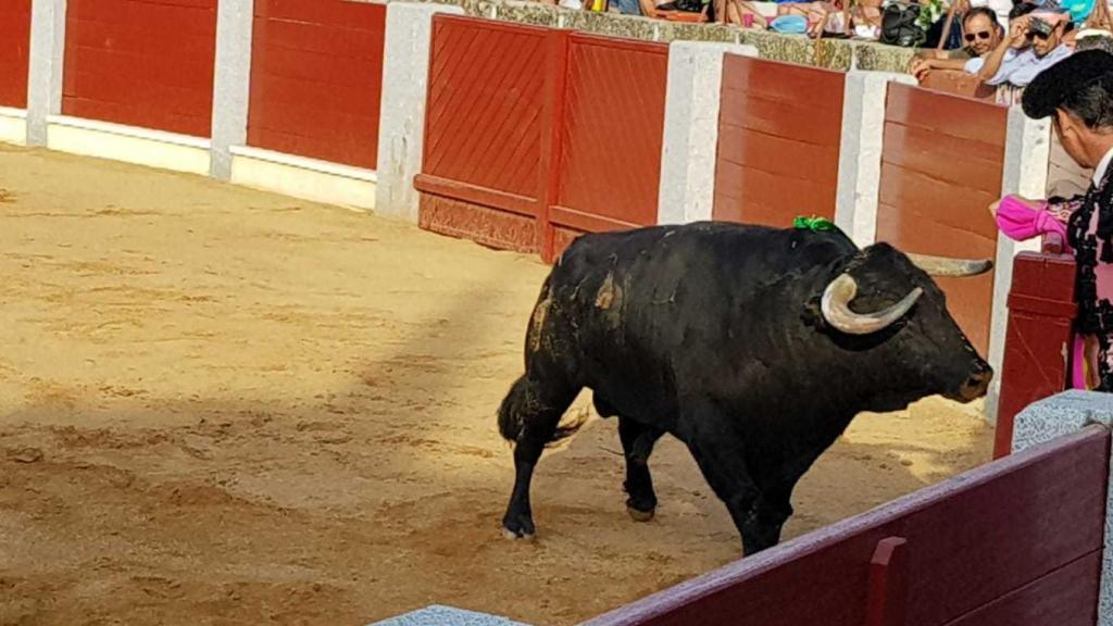 Toro de El Vellosino supuestamente 'afeitado' en Guijuelo