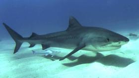 Se cree que uno de los atacantes pudo ser de la especie de los tiburones tigre