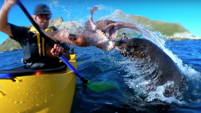 Una foca azota a un hombre usando un pulpo a modo de látigo