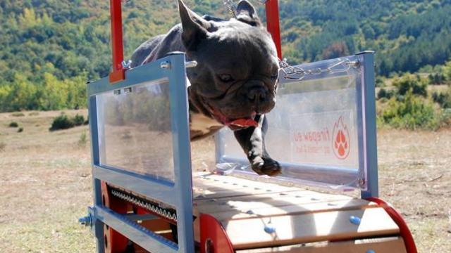 Estas cintas de andar para perros te salvarán la vida los días de lluvia