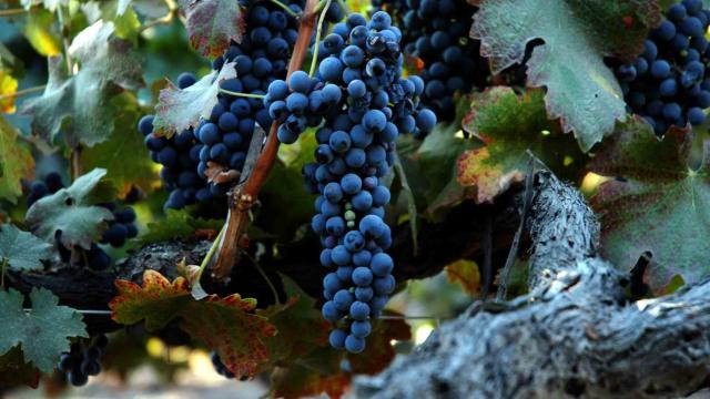 Grape_of_old_vine_shiraz