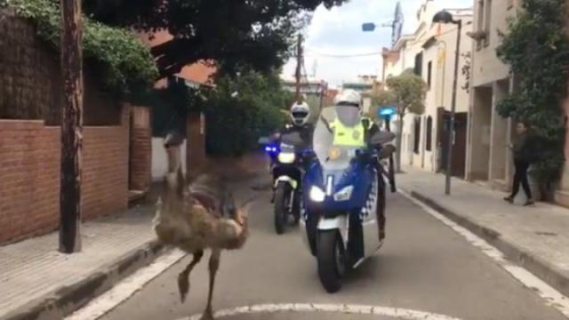 La policía persigue un emú por las calles de San Cugat y acaba muerto