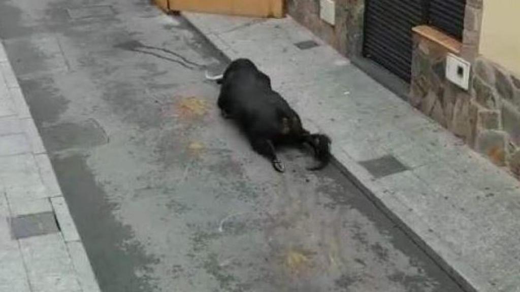 El toro se rompe las piernas al saltar.