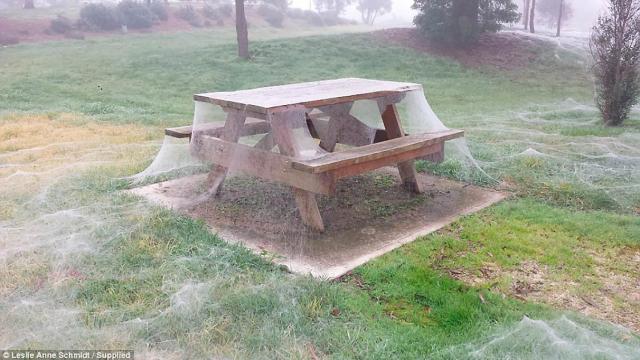 Arañas que caen del cielo, tu peor pesadilla se encuentra en Australia