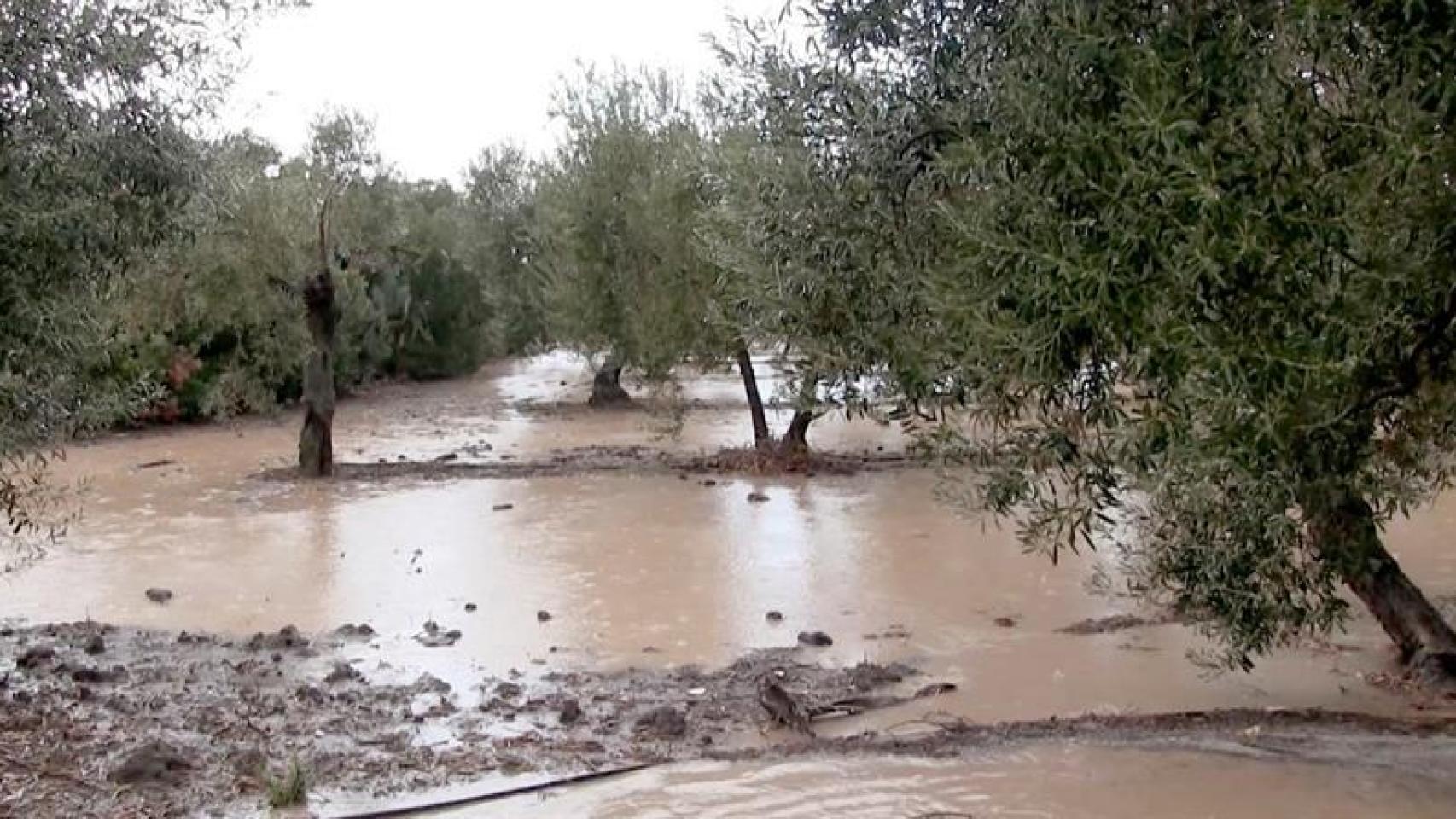 Vista de los campos en los alrededores de Arahal, anegados por la intensa lluvia caída en la provincia de Sevilla.