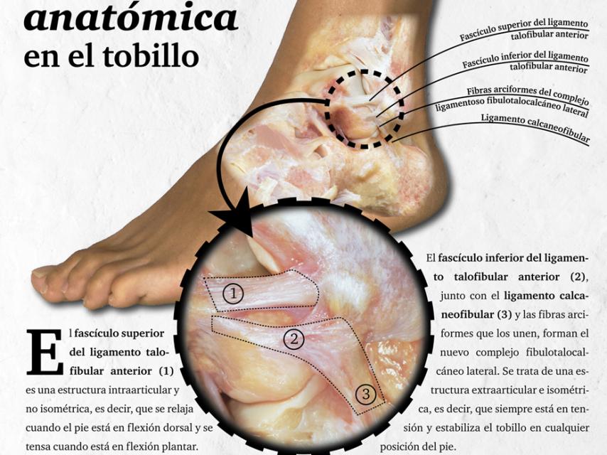 Nueva Estructura Anatómica en el tobillo.