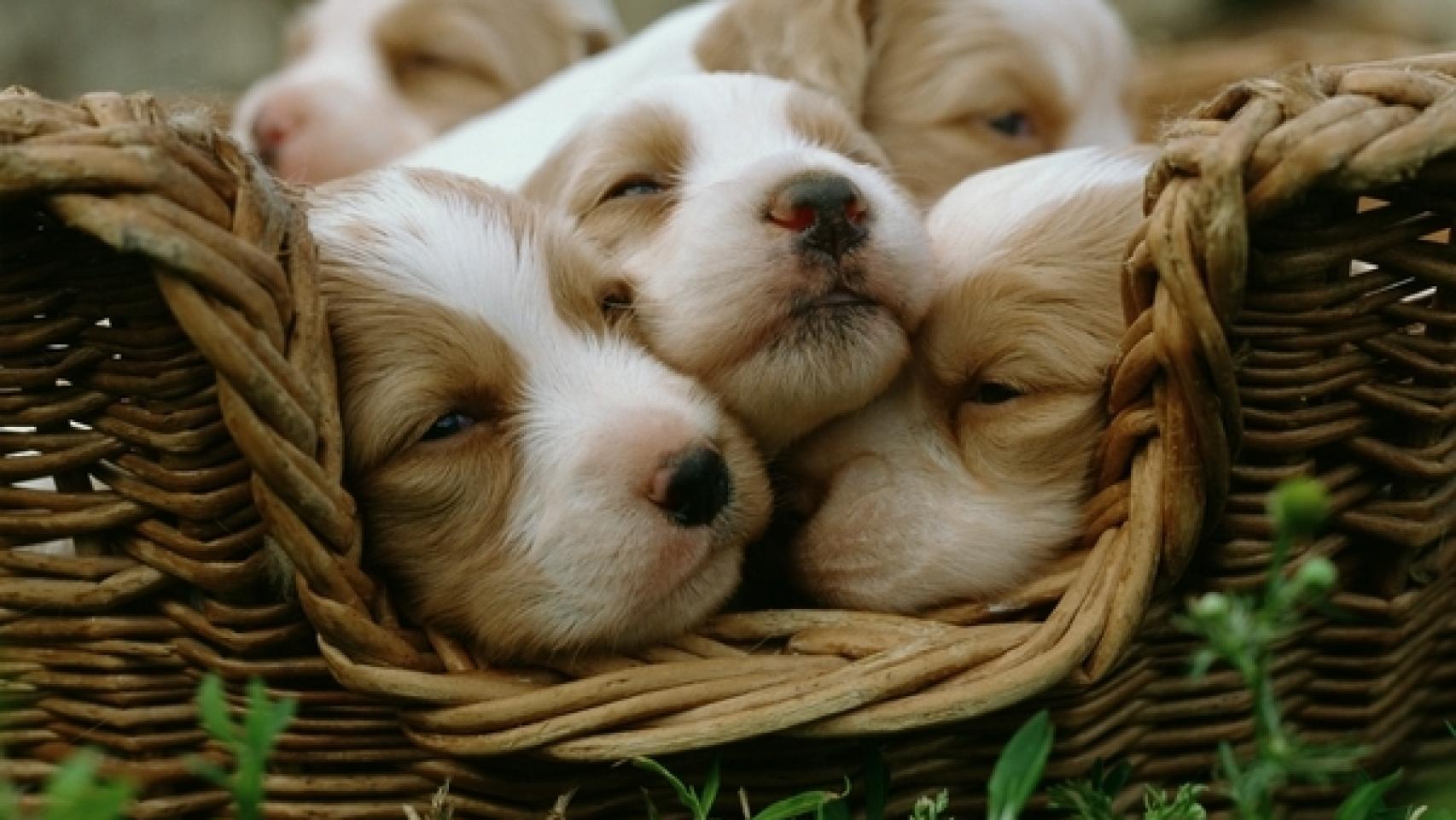 Una camada de cachorros de cocker spaniel.