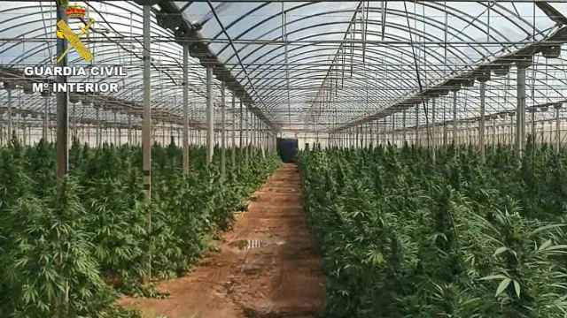 Plantación de marihuana intervenida por la Guardia Civil.