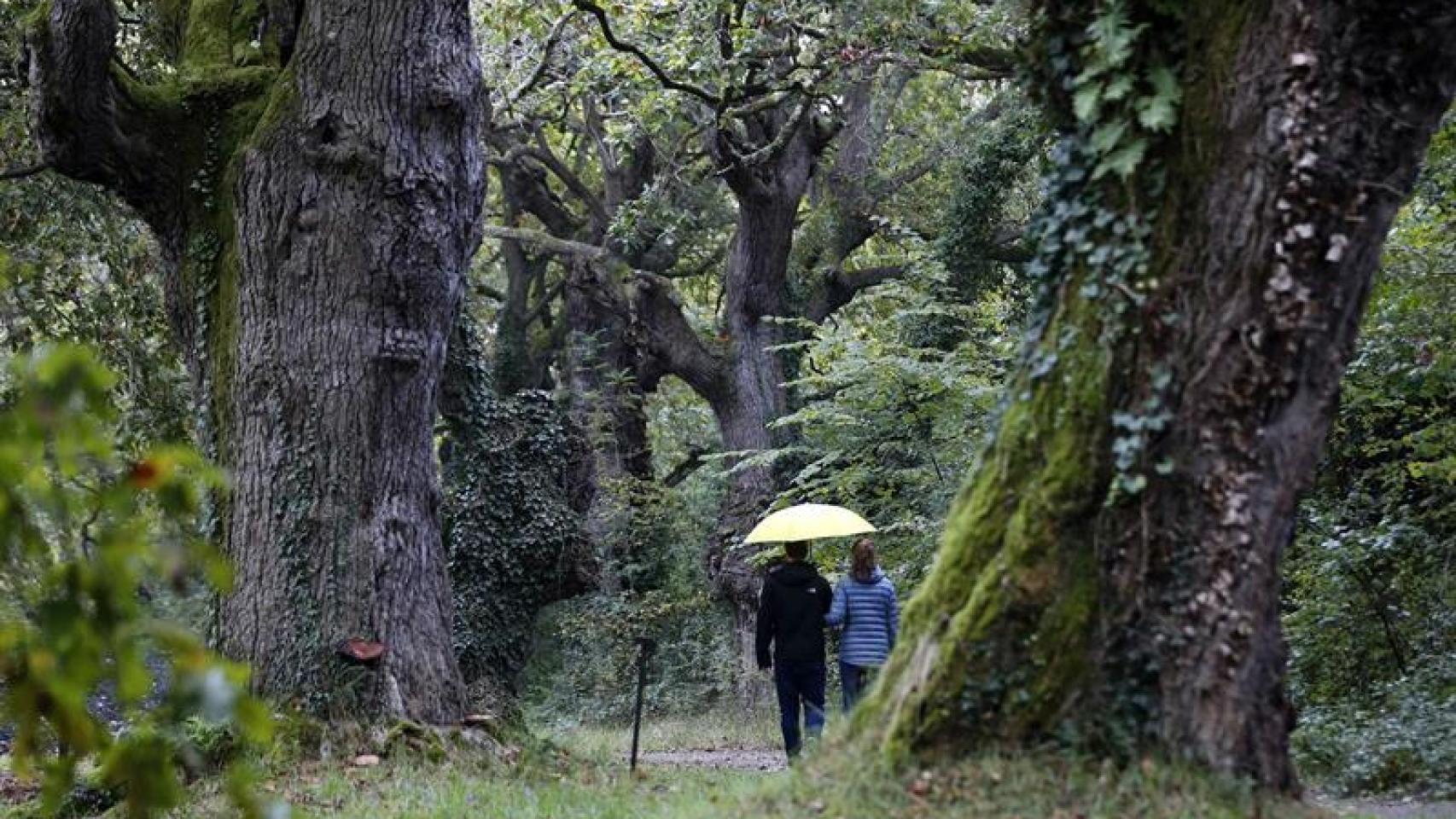 Paseo otoñal en el Jardín Botánico de Gijón.