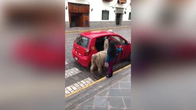 Una llama en taxi... literalmente