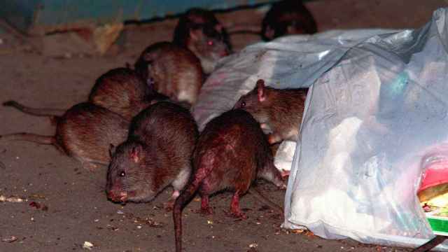 El contagio pudo producirse por excrementos de ratas urbanas.