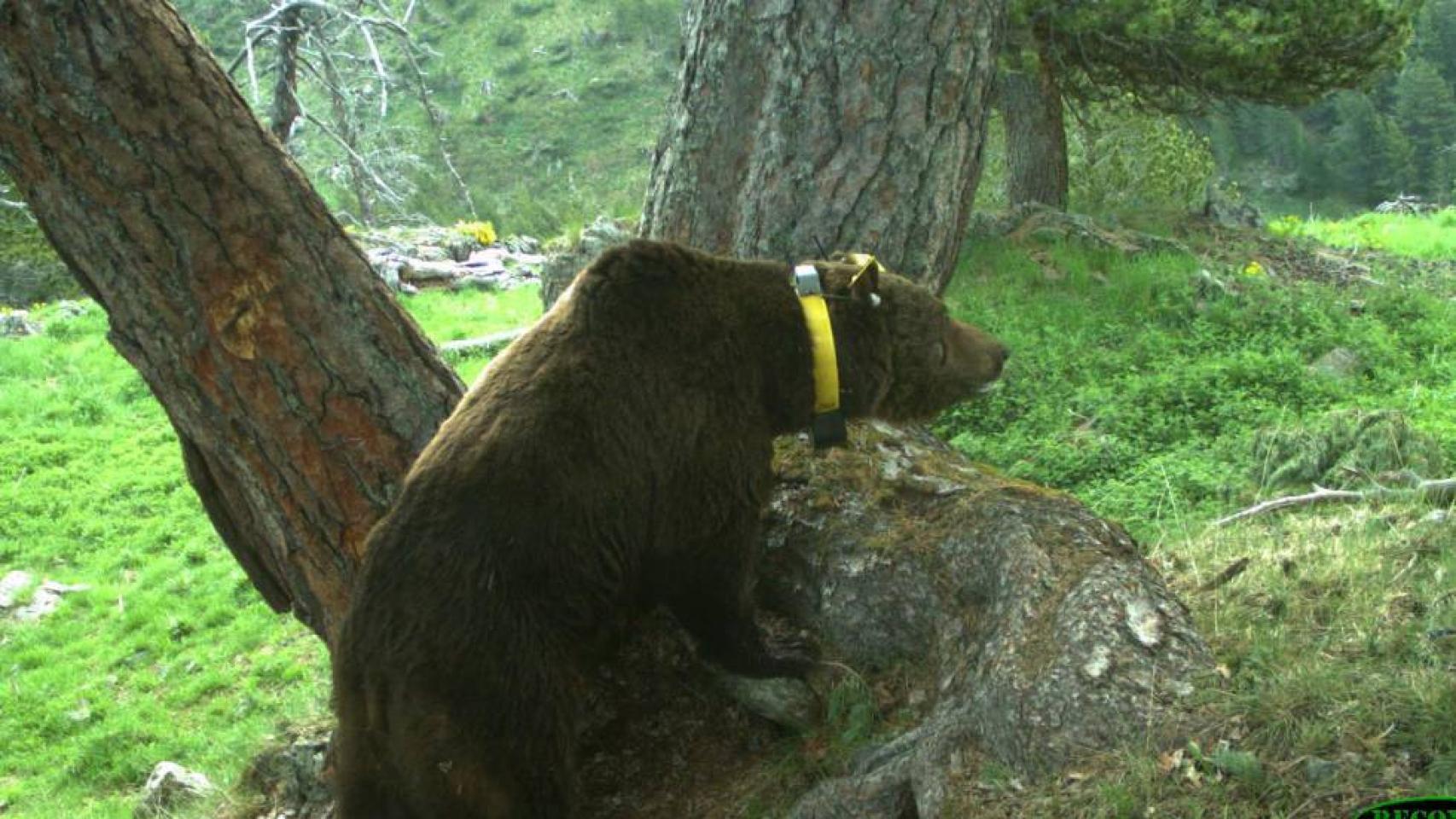 Goiat, el oso esloveno que aterroriza el Pirineo, con su característico collar de seguimiento