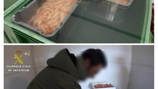 Intervenidos más de 150 toneladas de cigalas ilegales en A Coruña