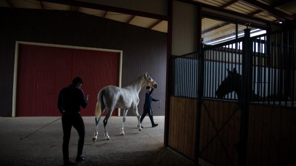 'Fundadora de Ramos', el futuro de la yeguada,  tras entrenar en una de las pistas interiores.