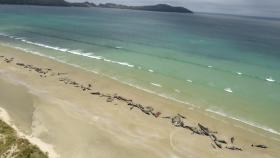 Las 145 ballenas que han aparecido varadas en Steward Island.