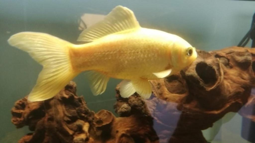 ''Pesesín' en la pecera de cuarentena que le han proporcionado en el acuario de Gijón