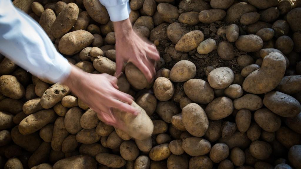 En su almacén hay 700 toneladas de patatas, que se liquidarán en apenas mes y medio.