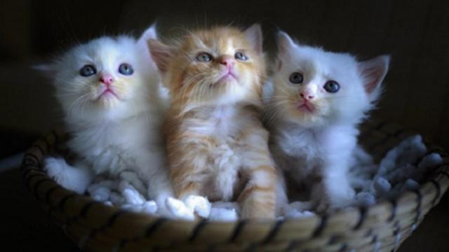 tres_gatos_cachorros_cesta