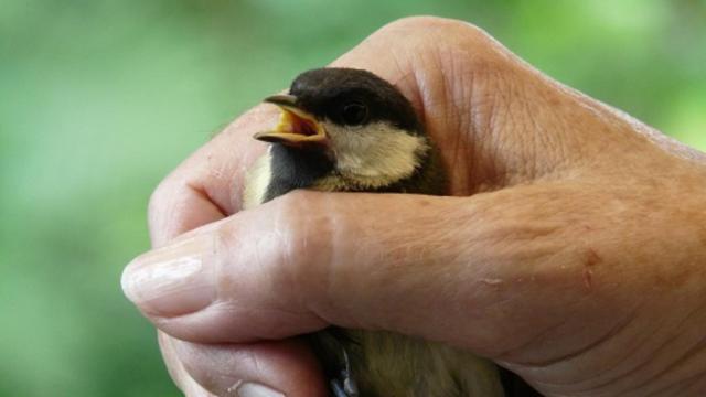 respirarpajaro