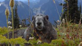 marmota_dia_campo