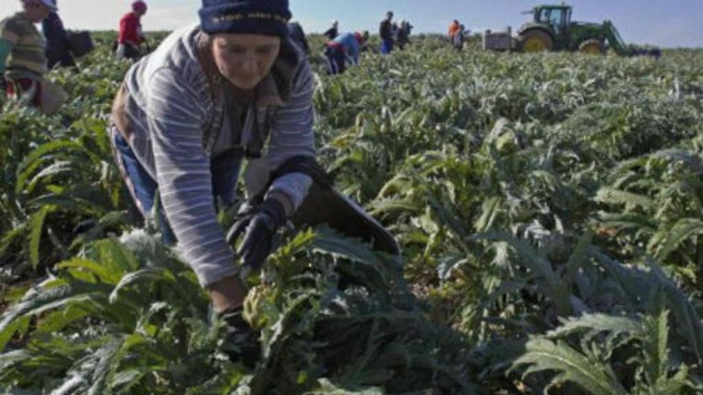 trabajadores-campo-585-250816