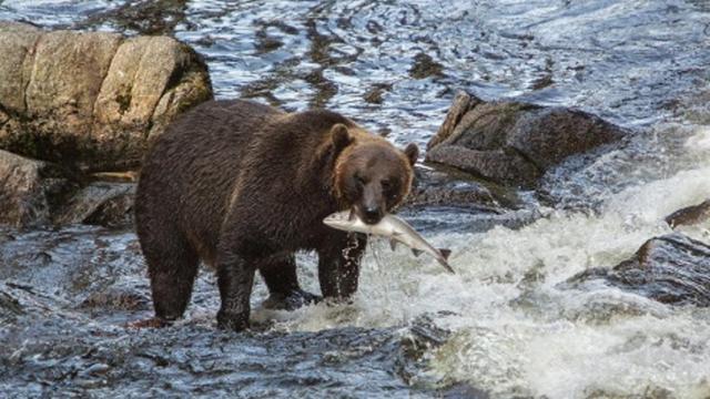 oso_pescando