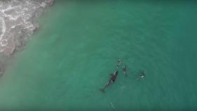 El inquietante vídeo de una nadadora a la que rodearon las orcas