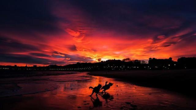 Dos perros juegan al amanecer en la playa de Ondarreta de San Sebastián.