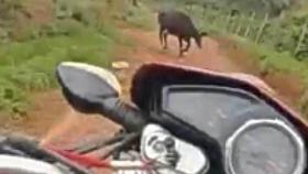 Momento en el que el motorista ve a la vaca