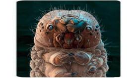 El ácaro Demodex vive en tu cara y devora tu piel muerta.