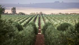 Olivares en la finca El Valenciano de Galpagro, en Sevilla.