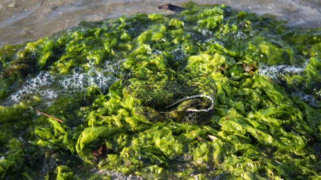 Mantener limpios los mares, una tarea en la que todos tenemos un papel activo