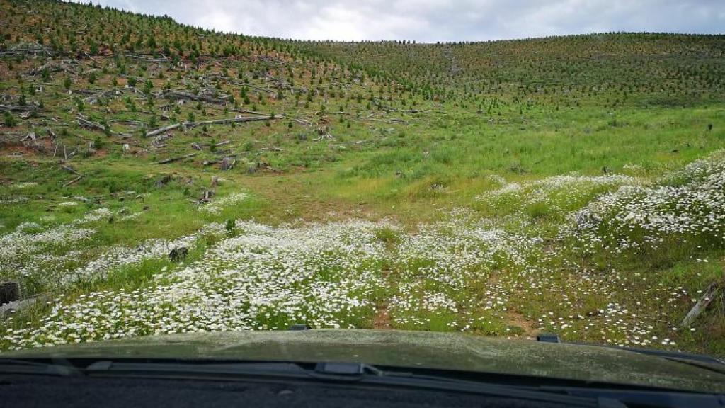 La aventura comenzó por una plantación de pinos con poca carretera.