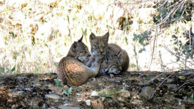 El lince es una de las especies que vive en la zona