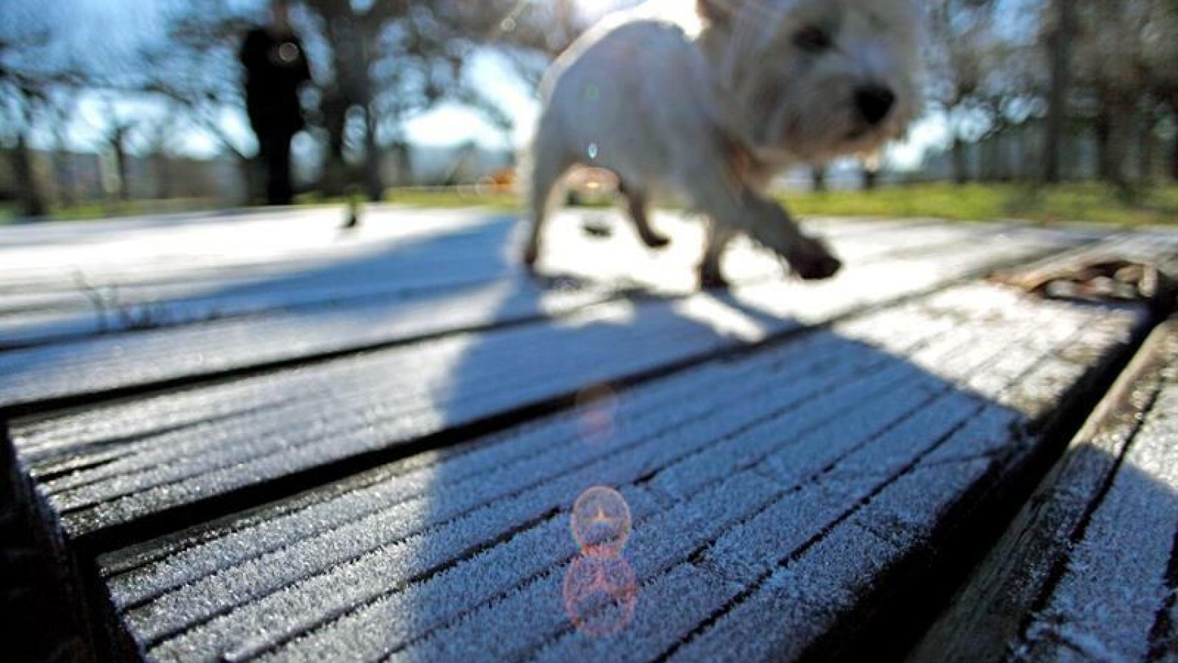 Un perro camina por una pasarela de acceso a la Praia Grande de Miño, A Coruña.