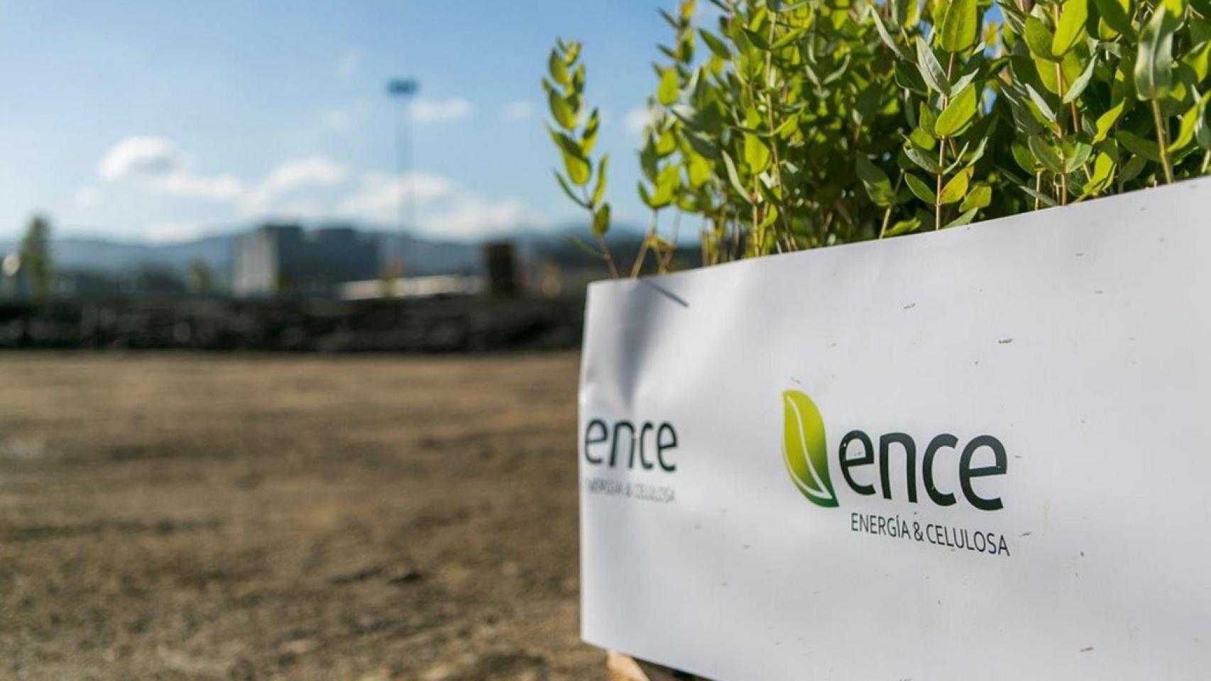 ence reforestacion