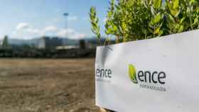 Tareas de reforestación dirigidas por Ence.