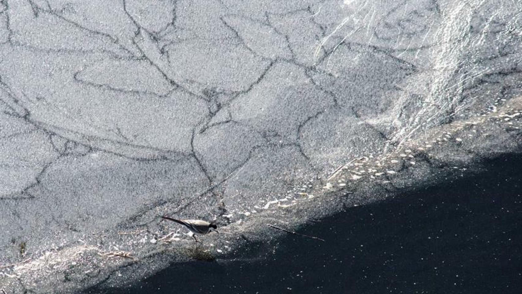 Un pájaro sobre una placa de hielo en el embalse de Leboreiro en la localidad de Montederramo.